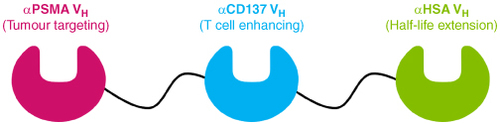 Figure 1. Diagram of CB307 format and structure. CB307 is made up of 3 Humabody® VH units connected with flexible peptide linkers that targets PSMA (HGNC: FOLH1), CD137 (HGNC:TNFRSF9 - also known as 4-1BB) HSA.HSA: Human serum albumin; PSMA: Prostate-specific membrane antigen.