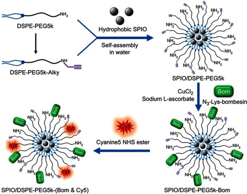 Figure 1 Schematic diagram for the synthesis of SPIO/DSPE-PEG5k-(Bom&Cy5).Abbreviations: SPIO, superparamagnetic iron oxide; NHS, N-hydroxysuccinimide.