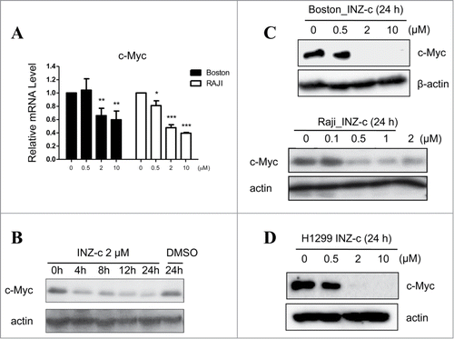 Figure 1. INZ(c) inhibits c-Myc expression. (A) INZ(c) treatment decreases c-Myc mRNA level. H1299 cells were treated with various concentrations of INZ(c) for 24 h. c-Myc mRNA was determined by q-RT-PCR. (B) INZ(c) reduces c-Myc protein level. H1299 cells were treated with 2 μM INZ(c) for 0, 4, 8, 12 or 24 h. (C) Suppression of c-Myc expression by INZ(c) is independent of p53 activity. Boston and RAJI cells were treated with various concentrations of Inauhzin-C for 24 h. Cell lysates were prepared and subjected to Western blotting for c-Myc. (D) H1299 cells were treated with various concentrations of Inauhzin-C for 24 h. Western blotting was conducted to determine expression of c-Myc.
