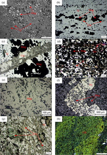 Figure 3. Photomicrograph of iron ore and wall rocks in Qidashan Iron Mine. (a) Alternative laminae of magnetite and quartz in BIF; (b) Pale-green chlorite scattered in BIF ore; (c) epigenetic calcite veinlet crosscutting BIF ore; (d) sericite in BIF ore; (e) high grade magnetite ore; (f) pyrite coexisting with magnetite in high grade iron ore; (g) Pale green chlorite in chlorite quartz schist; (h) strong chloritization peripheral to high-grade iron ore. Mag-magnetite; Q-quartz; Chl-chlorite; Cal-calcite; Ser-sericite; Py-pyrite.