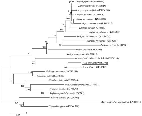 Figure 1. Maximum likelihood phylogenetic tree of V. sepium with 24 species in Fabaceae family.