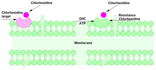 Figure 4 Bacterial member as a target for chlorhexidine attachment and bacterial member that is resistant to chlorhexidine due to the differential charge on the member surface by DltA.Citation43