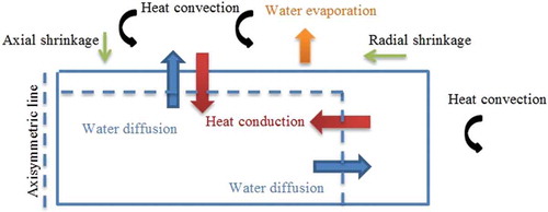 Figure 1. The schematic view of simultaneous heat and mass transfer during the evaporation process while considering radial and axial shrinkages.