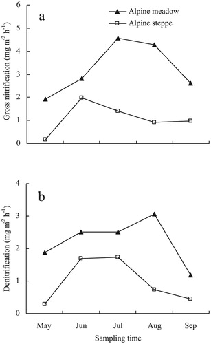 FIGURE 4. Temporal variations of (a) gross nitrification rates and (b) denitrification rates in soil from an alpine meadow and alpine steppe during the growing season.