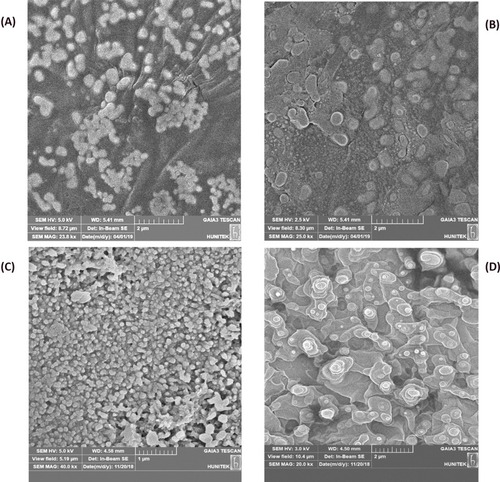 Figure 5 SEM images: (A) free chitosan nanoparticles, (B) OGEO-loaded chitosan nanoparticles (C) free N, N, N-trimethyl chitosan nanoparticles and (D) OGEO-loaded N, N, N-trimethyl chitosan nanoparticles.Abbreviations: SEM, scanning electron microscope; OGEO, Ocimum gratissimum essential oils.