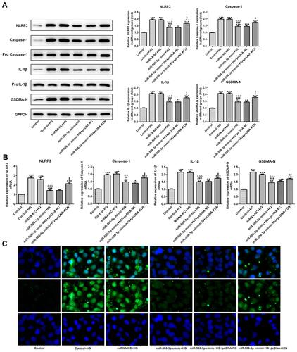 Figure 7 MiR-506-3p overexpression inhibited the pyroptosis of HG-induced HK-2 cells. (A) The protein expression of NLRP3, cleaved-caspase1, IL-1β and GSDMD-N was increased in HG-induced HK-2 cells and miR-506-3p overexpression down-regulated the protein expression in HG-induced HK-2 cells while reversed by KCNQ1OT1 overexpression. **P<0.01 and ***P<0.001 vs. control group. #P<0.05 and ###P<0.001 vs. control+HG group. ∆∆∆P<0.001 vs. control-NC+HG group. $P<0.05 vs. miR-506-3p mimic+HG+pcDNA-NC group. (B) The mRNA expression of NLRP3, cleaved-caspase1, IL-1β and GSDMD-N was increased in HG-induced HK-2 cells and miR-506-3p overexpression down-regulated the protein expression in HG-induced HK-2 cells while reversed by KCNQ1OT1 overexpression. *P<0.05, **P<0.01 and ***P<0.001 vs. control group. #P<0.05, ##P<0.01 and ###P<0.001 vs. control+HG group. ∆∆P<0.01 and ∆∆∆P<0.001 vs. control-NC+HG group. $P<0.05 vs. miR-506-3p mimic+HG+pcDNA-NC group. (C) GSDMD-N expression was verified by the images of immunofluorescence. (n=3).