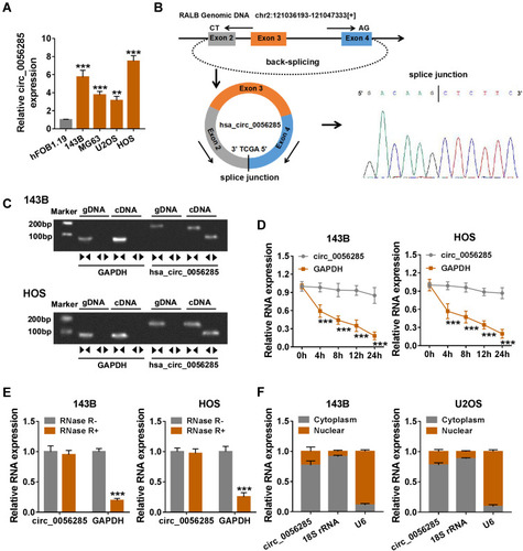 Figure 1 Expression and validation of circ_0056285 in OS cells. (A) The expression of circ_0056285 in hFOB1.19 and OS cell lines (143B, MG63, U2OS and HOS) was measured by qRT-PCR. (B) The schematic illustration showed the origin of circ_0056285 and the result of Sanger sequencing. (C) Circ_0056285 was amplified by divergent primers in cDNA but not gDNA. (D) 143B and HOS cells were treated with Actinomycin D, and the expression of circ_0056285 and GAPDH was examined by qRT-PCR at different times. (E) The levels of circ_0056285 and GAPDH were detected in 143B and HOS cells treated with or without RNase R. (F) The levels of 18S rRNA, U6 and circ_0056285 in nuclear and cytoplasmic fractions were evaluated by qRT-PCR. **P < 0.01, ***P < 0.001.