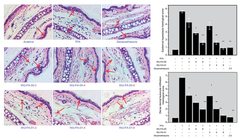 Figure 4 H&E staining for histological changes in TPA-induced mouse ears treated with an acetone control, TPA, WU-FA-00, and WU-FA-01 at different concentrations.