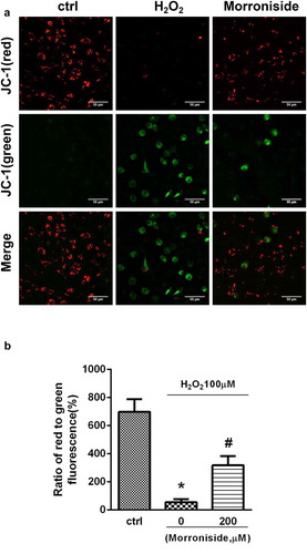 Figure 5. Inhibition of H2O2-induced reduction in mitochondrial membrane potential (MMP) by MR. (a) Cells were administrated with 200 µM MR for 24 h prior to exposure to H2O2 (100 µM) for 12 h. Aggregated (red) or monomeric (green) cell morphological images were taken under a fluorescence microscope. (b) The ratio of aggregated and monomeric JC-1 was used to quantify the change of MMP. Bar diagram showing the loss of MMP by MR. Scale bar, 50 µm. *P< 0.01 vs. the control group; #P< 0.01 vs. the only H2O2 treatment group