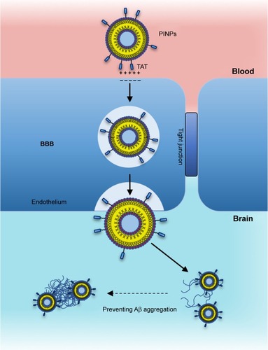 Figure 4 Targeting strategy with PINPs.Notes: PINPs transport across the BBB by non-specific endocytosis, triggered by positively charged TAT interaction with the negatively charged membrane. RI-OR2-TAT inhibitor acts to prevent the aggregation of Aβ into oligomers and fibrils.Abbreviations: Aβ, amyloid-β; BBB, blood–brain barrier; PINPs, peptide inhibitor nanoparticles; TAT, transactivator of transcription of human immunodeficiency virus.