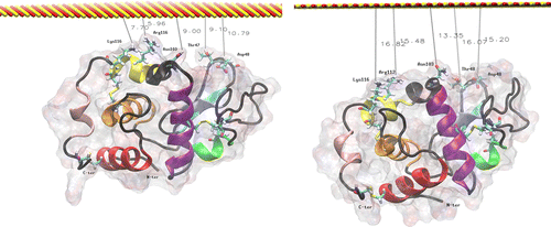 Figure 6 MD simulation of lysozyme in orientation 2 above the surface. The left image is the initial configuration after thermalisation, and the right is after 20 ns at 300 K.