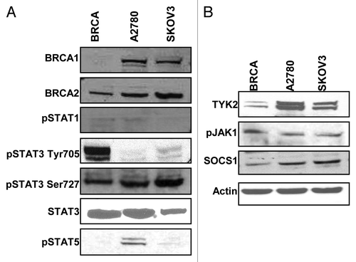 Figure 3. Activation of the STAT pathway in BRCA1-mutated ovarian cancer cells. (A) BRCA1, A2780 and SKOV3 cells were cultured and collected for western blot for expression of proteins in the STAT family. There was minimal expression of STAT1 or STAT5 (A2780 cells minimally expressed STAT5). All cell lines uniformily expressed STAT3 and the activated form pSTAT3 Ser727, however, only BRCA1 cells showed expression of pSTAT3 Tyr705. (B) Representative western blots for protein expression in the STAT3 pathway. BRCA1 cells showed less expression of TYK2 and SOCS1. Both pJAK1 and JAK2 were consistently expressed in all lines.