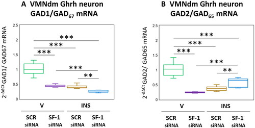 Figure 2. Effects of VMN SF-1 gene knockdown on VMNdm ghrh neuron glutamate decarboxylase (GAD)-1/GAD67 and GAD2/GAD65 gene transcription in V- or INS-injected male rats. Results present mean normalized GAD1 (A) and GAD2 (B) mRNA profiles for VMNdm ghrh neurons acquired from male rats treated as follows: SCR siRNA/V (green box-and-whisker plots; n = 12); SF-1 siRNA/V (purple box-and-whisker plots; n = 12); SCR siRNA/INS (golden box-and-whisker plots; male: n = 12); SF-1 siRNA/INS (blue box-and-whisker plots; n = 12). Normalized mRNA data were analyzed by two-way ANOVA and Student-Neuman-keuls post-hoc test, using GraphPad prism, vol. 8 software. Statistical differences between discrete pairs of treatment groups are denoted as follows: *p < 0.05; **p < 0.01; ***p < 0.001.