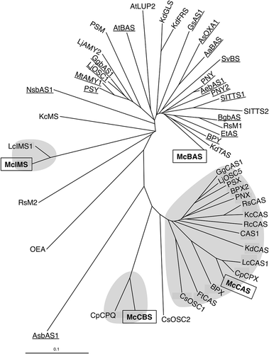 Figure 2. Phylogenetic analysis of four OSC genes from M. charantia with various plant OSC genes. The boxed genes represent McCBS, McIMS, McBAS and McCAS. Underline indicates BASs; β-amyrin synthases, and shaded areas are CASs; cycloartenol synthases, CBSs; cucurbitadienol synthases and IMSs; isomultiflorenol synthases. The detail of known OSCs is listed in Table S3.
