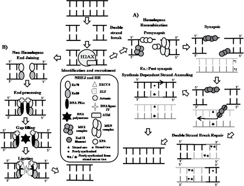 Figure 3. Schematic representation for DNA repair by recombination mechanism. (A) Schematic representation for homologous recombination. (B) Schematic representation for non-homologous end-joining after DNA double-strand break. DNA PKcs, DNA-dependent protein kinase, catalytic subunit; XRCC4, X-ray repair cross complementing 4; XLF, XRCC4-like factor; ATM, ataxia-telangiectasia mutated; RPA, replication protein A.