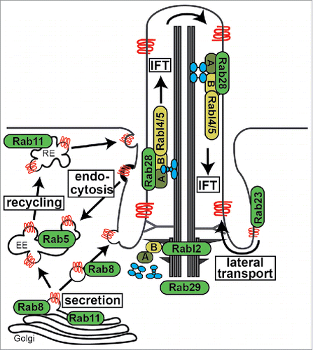 Figure 2. Overview of cilia-related transport functions for Rab proteins. Shown are Rab and Rab-like proteins mapped to major routes of ciliary membrane protein (red) trafficking and IFT (intraflagellar transport) machinery. A; IFT-A complex, B; IFT-B complex, RE; recycling endosome, EE; early endosome. IFT motors (kinesin-2 and IFT-dynein) shown in blue.