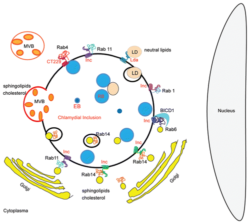 Figure 2 Schematic representation of lipid sources and Rab-controlled trafficking pathways usurp by Chlamydia trachomatis. RBs, Reticulate bodies are the replicative bacterial forms; EBs, Elementary bodies are the infective bacterial forms; Incs, Bacterial transmembrane proteins exposed at the inclusion membrane. Unidentified Incs are putative interacting factors with host proteins. CT229 is the Inc., from C. trachomatis that recruits Rab4; Rabs, Monomeric GTPases from host cells that control intracellular trafficking. Rab1, Rab4, Rab6, Rab11 and Rab14 have been found associated to C. trachomatis inclusion. BICD1 is a host Rab-6 interacting protein that is recruited to the chlamydial inclusion; MVBs, host multivesicular bodies, source of sphingolipids and cholesterol, are redirected to the chlamydial inclusion; LDs, Lipid droplets, host neutral lipids storage, are rerouted and translocated into the inclusion with the participation of chlamydial lipid droplet-associated proteins (Lda); Golgi-derived vesicles containing host endogenously-biosynthesized sphingolipids and cholesterol are targeted to the chlamydial inclusion. Note Golgi mini-stacks surrounding the inclusion. Chlamydia trachomatis intercepts Rab6-, Rab11- and Rab14-positive vesicles full of lipids, in transit from the Golgi apparatus to the plasma membrane. Rab14-labeled structures have been observed within inclusions at late-stages of chlamydial development.