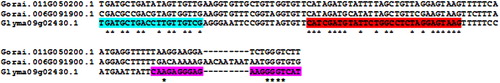 Figure 6. Target region of Gm-NPR1 for qPCR study. The G. raimondii NPR1 homologs are Gorai.011G050200.1 and Gorai.006G091900.1 as compared to G. max Glyma09g02430.1. Cyan, forward primer; red, qPCR probe; magenta, reverse primer. Asterisks represent identical nucleotides presented only in the primer regions.