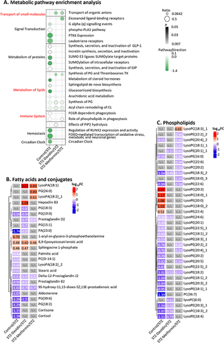Figure 4 Metabolic pathway enrichment analysis and Heatmap and clustering analysis of metabolites among four rat groups. (A) Metabolic pathway enrichment analysis; (B) Heatmap of fatty acids and conjugates; (C) Heatmap of phospholipids.