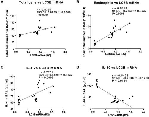 Figure 5 In OVA-sensitized/challenged mice, the level of LC3B mRNA was correlated with inflammatory markers in bronchoalveolar lavage fluid (BALF). The correlation was analyzed by Spearman correlation. (A, B) Correlation analysis between LC3B mRNA in lung tissue and BAL total cell number or eosinophils. (C, D) Correlation analysis between LC3B mRNA and levels of cytokines in BALF (p < 0.05).