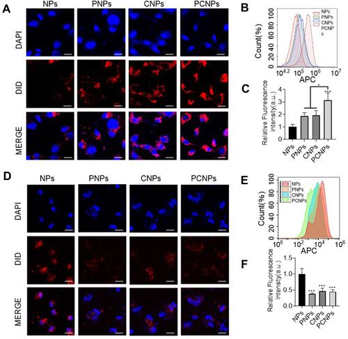 Figure 2 Homotypic targeting and immune escape ability of β-PCNPs. (A) Confocal fluorescence imaging of dye-labeled bare PLGA cores (NPs), PNPs, CNPs, and PCNPs after incubation with C6 cells (red = nanoparticles, blue = nuclei; scale bars = 20 μm). (B and C) Binding of fluorescently labeled bare NPs, PNPs, CNPs, and PCNPs to C6 glioma cells, as analyzed by flow cytometry. (D) Confocal fluorescence imaging of dye-labeled NPs, PNPs, CNPs, and PCNPs after incubation with THP-1 cells (red = nanoparticles, blue = nuclei; scale bars = 20 μm). (E and F) The uptake of fluorescently labeled NPs, PNPs, CNPs, and PCNPs when incubated with human macrophage-like cells, as analyzed by flow cytometry. Data are represented as mean ± S.D of three independent experiments; *P < 0.05, ***P < 0.001.