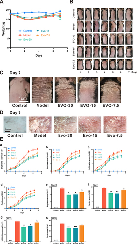 Figure 2 Evodiamine improves skin damage in a mouse model of psoriasis. (A) Body weight monitoring of mice throughout the experimental period. (B) Seven-day observations of skin changes in mice treated with either IMQ alone or a combination of IMQ and EVO (30, 15, and 7.5 mg/kg). (C) Day 7: observation of mouse back condition (Scale bar = 1 cm). (D) Day 7: microscopic observation of skin from each mouse group (Scale bar = 2 cm). (E) Dermatitis in all rats was scored (0–4) by 3 randomized individuals and the 3 scores were summed to obtain a total score (0–36), (a-d) consecutive days 0–7: erythema (a), scaling (b), hypertrophy (c), total score (d). (e-h) Day 7 of the experiment: erythema (e), scaling (f), hypertrophy (g), total score (h). Data expressed as mean ± SEM (n=8 per group).###p<0.001 indicates control group vs. model group. *p<0.05, **p<0.01, and ***p<0.001 indicates evodiamine groups vs. model group.