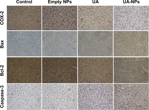 Figure 10 The expressions of COX-2, Caspase-3, Bax, and Bcl-2 proteins in the empty NPs, UA, and UA-NPs groups were determined by immunohistochemical and observed under a microscope (×200).Abbreviations: NP, nanoparticle; UA, ursolic acid; UA-NPs, UA-loaded poly(N-vinylpyrrolidone)-block-poly (ε-caprolactone) nanoparticles.