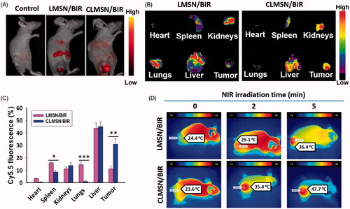 Figure 7. (A) In vivo biodistribution of Cy5.5-loaded LMSN and CLMSN in PANC-1 tumor xenograft mice. (B) Imaging and (C) evaluation of Cy5.5-loaded LMSN and CLMSN distribution in different organs after intravenous administration (*p < .05; **p < .01; ***p < .001). (D) In vivo photothermal imaging of NIR laser irradiated tumors pretreated with CLMSN/BIR formulation.