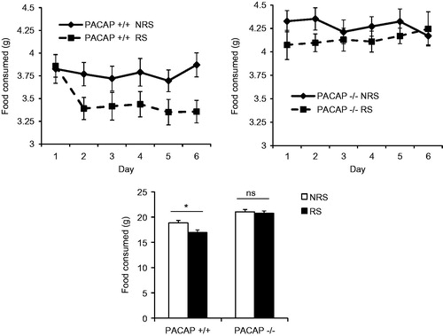 Figure 5. Lack of weight loss after chronic restraint in PACAP−/− mice is due to reversal of decreased food intake. Measurement of food intake in PACAP+/ + mice subjected to stress demonstrated that weight loss was a direct consequence of hypophagia, and this stress-related decrease in food intake was not observed in PACAP−/− (PACAP-deficient) mice. Results are expressed as mean ± SEM (n = 14–15 per group). Two-way ANOVA followed by Bonferroni's post hoc test. Bonferroni's test: *p < 0.05; ns, not significant.
