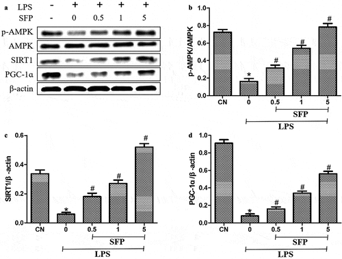 Figure 6. Effects of sulforaphane (SFP) on levels of p-AMPK, SIRT1, and PGC-1ɑ in LPS-treated Caco-2 cells. Cells were exposed for 24 h to LPS (1 μg/mL) and different concentrations of sulforaphane (0.5–5 μM). (a) Representative Western blot. (b-d) Quantitation of Western blots against p-AMPK, SIRT1 and PGC-1ɑ. Values are mean ± SD (n = 3). Difference between two groups was performed by an independent-samples t-test, *P < 0.05 vs. control group (CN); #P < 0.05 vs. LPS group. The difference between different concentrations of sulforaphane was performed using one-way analysis of variance