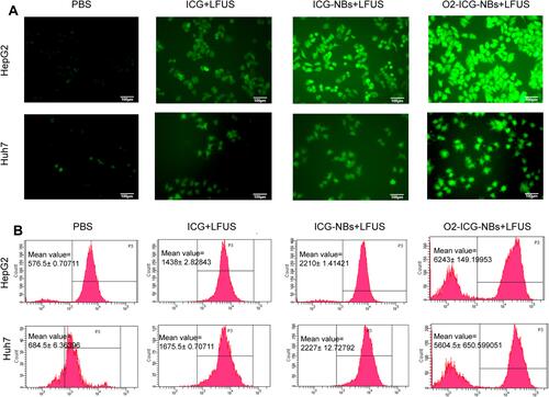 Figure 2 Analysis of ROS. (A) Fluorescence microscope images of intracellular ROS generation as indicated by DCFH-DA detection after receiving different treatments as indicated. (B) Flow cytometry analyses of intracellular ROS generation in the same experiment as above.