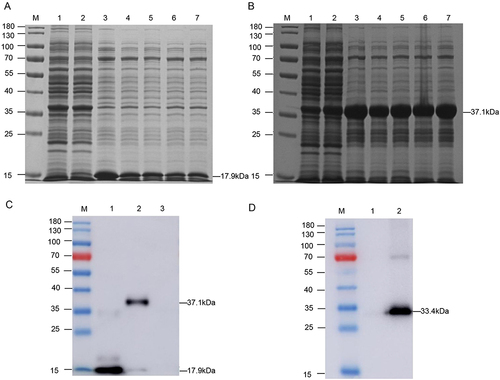 Figure 3 Expression of the H11-D4 and Fe-H11-D4 proteins. (A) SDS-PAGE analysis of recombinant pET-28a-H11-D4 in E. coli. M: protein marker 1: pET28a; 2: pET28a-H11-D4 (uninduced); 3: pET28a-H11-D4 (induced with 1.0 mmol/L); 4: pET28a-H11-D4 (induced with 0.8 mmol/L); 5: pET28a-H11-D4 (induced with 0.5 mmol/L); 6: pET28a-H11-D4 (induced with 0.3 mmol/L); 7: pET28a-H11-D4 (induced with 0.1 mmol/L); (B) SDS-PAGE analysis of recombinant pET-28a-Fe-H11-D4 in E. coli. M: protein marker; 1: pET28a; 2: pET28a-Fe-H11-D4 (uninduced); 3: pET28a-Fe-H11-D4 (induced with 1.0 mmol/L); 4: pET28a-Fe-H11-D4 (induced with 0.8 mmol/L); 5: pET28a-Fe-H11-D4 (induced with 0.5 mmol/L); 6: pET28a-Fe-H11-D4 (induced with 0.3 mmol/L); 7: pET28a-Fe-H11-D4 (induced with 0.1 mmol/L); (C) Western blot analysis of H11-D4 and Fe-H11-D4 recombinant proteins expressed in E. coli. M: protein marker; 1: pET28a-H11-D4; 2: pET28a-Fe-H11-D4; 3: pET28a unloaded; (D) Western blot analysis of Fe-H11-D4 recombinant proteins expressed in silkworm. M: protein marker; 1: infected reBmBac-Luc; 2: infected reBmBac-Fe-H11-D4.