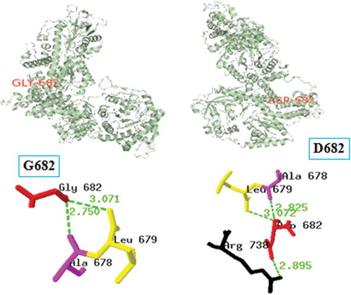 Figure 2. rs113914406 (G682D) SNP structure analysis by SPDBV: H-bonding interactions in native (left) show interactions with Ala678 (2.750 Å) and Leu679 (3.071 Å); while mutant (right) show interactions with Ala678 (2.825 Å), Leu679 (3.072 Å), and Arg738 (2.895 Å).