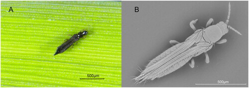 Figure 1. The female adult of S. biformis. These pictures were taken by us using (A) color stereoscope microscope (B) and grey scanning electron microscope, respectively. Scale bar: 500 µm.