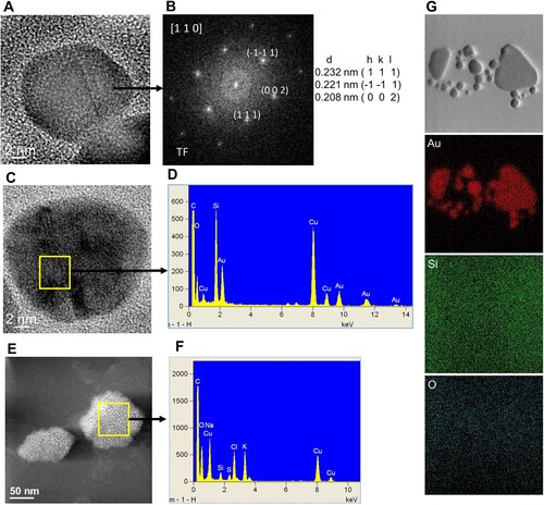 Figure 6. Crystalline structure and elemental chemical composition of AuNPs biosynthesized with free-cell PDB-filtrate of the Epicoccum nigrum Au1-8 strain. (A) and (C) HRTEM images that show individual AuNPs. (B) FFT pattern of the atomic resolution image in A. (D) Energy dispersive X-ray (EDX) spectrum obtained from the AuNP selected area in C. (E) ADF-STEM image that shows the amorphous material in the negative control sample and the area selected for EDX analysis. (F) EDX spectrum of the negative control selected area. (G) Elemental chemical mapping of an AuNP cluster.