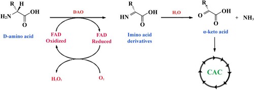 Figure 3. Reaction of oxidative deamination of D-amino acids. The amino acid undergoes FAD-dependent enzymatic oxidation with the help of D-amino-acid oxidase (DAO) to produce an imino-derivative as the intermediate product. Subsequently, the imino acid undergoes non-enzymatic hydrolysis that converts the substrate to the corresponding α-keto acid and ammonia.