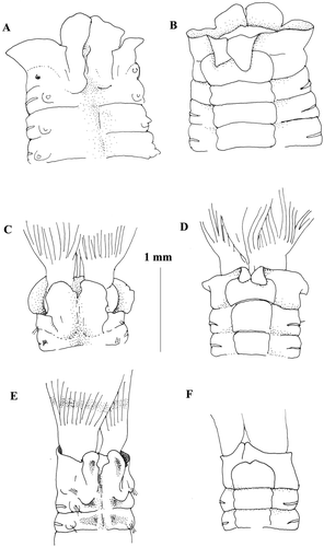 Figure 4 Megalomma lanigera material from the Gulf of Naples: A,B, anterior end, dorsal and ventral views of Claparède's material identified as Branchiomma vesiculosum var. neapolitana ZMB 1544; C,D, anterior end, dorsal and ventral views of Claparède's material identified as Branchiomma kollikeri ZMB 6387; (E,F) anterior end, dorsal and ventral views of recently collected material.
