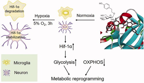 Figure 8. Proposed mechanism for the prevention of salidroside against AMS.