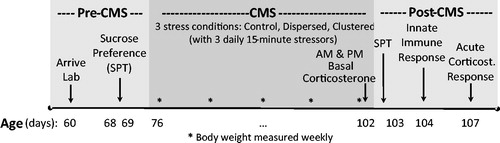 Figure 1. Study timeline. Order of events during the three phases of the study, relative to the chronic mild stress (CMS) protocol: Pre-CMS, CMS, post-CMS. During pre-CMS, all rats were handled and tested for sucrose preference (SPT; 68–69 days of age). During CMS, rats were exposed to one of three conditions (Control, Dispersed, Clustered), with the latter two groups exposed to three daily 15 min stressors (76–102 days of age). To measure alterations in circadian glucocorticoid regulation, basal serum corticosterone concentration was measured in the morning and evening on the last day of CMS (102 days of age). Post-CMS physiology and behavior were measured in the following order: sucrose preference test (102–103 days of age), innate immune response to lipopolysaccharide (104 days of age), and acute corticosterone response to restraint (107 days of age).