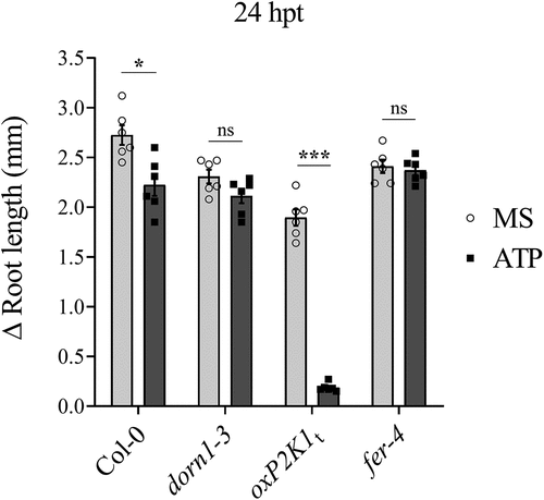 Figure 2. fer-4 is insensitive to eATP-regulated root growth Five days after germination on ½ Murashige and Skoog (MS) media, seedlings of given genotypes were transferred to media containing ½ MS or ½ MS with 500 μM ATP. The change in root growth was measured 24 hours post-transfer (hpt).Genotypes: FERONIA null mutant, fer-4; P2K1 null mutant, dorn1–3; C-terminal truncated P2K1 overexpression, oxP2K1tCitation12, and Col-0 wild-type Arabidopsis. Three to four biological replicates; n = 10–15 seedlings per replicate, error bars = SE. ANOVA with Tukey multiple comparison tests was used to determine statistical significance in Graph Pad Prism (8.0.2). Asterisks distinguish between significant thresholds (*p < 0.05; ***p < 0.001). The experiments were repeated at least three times with similar results.