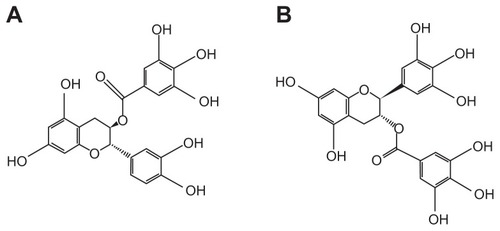 Figure 3 Chemical structures of (A) (−)-catechin gallate and (B) (−)-gallocatechin gallate.