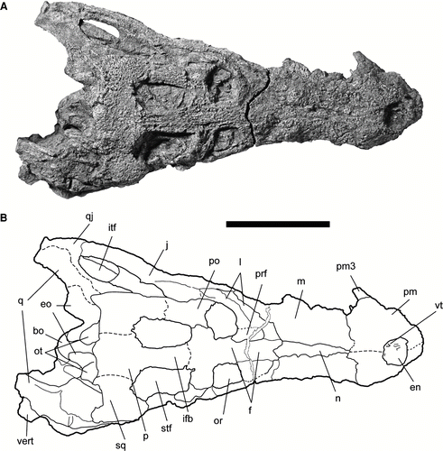 FIGURE 6 Referred skull of Cerrejonisuchus improcerus, UF/IGM 31, from the Cerrejón coal mine of northeastern Colombia, middle–late Paleocene, in dorsal view. A, UF/IGM 31 photograph; B, UF/IGM 31 sketch. Abbreviations: bo, basioccipital; en, external nares; eo, exoccipital; f, frontal; ifb, interfenestral bar; itf, infratemporal foramen; j, jugal; l, lacrimal; m, maxilla; n, nasal; or, orbit; ot, occipital tuberosity; p, parietal; pm3, third premaxillary tooth; pm, premaxilla; po, postorbital; prf, prefrontal; q, quadrate; qj, quadratojugal; sq, squamosal; stf, supratemporal fenestra; vert, vertebra vt, ventral tubercle. Dotted lines represent sutures that were not clear. Specimen has a partial thoracic vertebra fused to the ventral side of the skull as a result of deformation, visible also in dorsal view. Scale bar equals 10 cm.