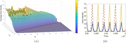 Figure 4. (A) The average host density against q and τ2 obtained from the last 100,000 values of a 500,000 time unit simulation. All parameters are as given in Example 4.4 and initial conditions are H1(0)=H2(0)=P1(0)=P2(0)=1. The red line corresponds to the host eradication condition (Equation16(16) λq(1−min{ϵ1,ϵ2})∏t=qsq(s+1)−1e−min{a1,a2}P2∗(t)<1,(16) ). Note that q must be integer-valued. (B) The final time solutions of system (Equation12(12) H1(t+1)=f(H2(t))H2(t)e−a2P2(t)+s1(1−γ1)H1(t)e−a1P2(t),H2(t+1)=s1γ1H1(t)e−a1P2(t)+s2H2(t)e−a2P2(t),P1(t+1)=β1H1(t)(1−e−a1P2(t))+β2H2(t)(1−e−a2P2(t))+s3(1−γ3)P1(t),P2(t+1)=s3γ3P1(t)+s4P2(t),H1(qk+)=(1−ϵ1)H1(qk),H2(qk+)=(1−ϵ2)H2(qk),P1(qk+)=(1−ϵ3)P1(qk)+τ1,P2(qk+)=(1−ϵ4)P2(qk)+τ2,(12) ) when q = 30 and τ2=4 and all other parameters are provided in Example 4.4. For 0.01≤P2(0)≤50, the system has four stable attractors, two with large amplitudes and two with small amplitudes.