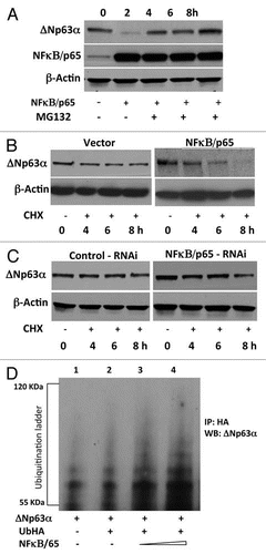 Figure 3 NFκB/p65 promotes ubiquitin-mediated proteasomal degradation of ΔNp63α. (A) JHU-022 cells were transfected with or without an expression plasmid encoding NFκB/p65; 24 h after transfection, cells were treated with 10 µM MG132 for the indicated time periods. Whole cell lysates were subjected to western Blot analysis using anti-NFκB/p65 or anti-p63 antibodies. (B) JHU-022 cells were transfected with constant amount of ΔNp63α expression plasmid with or without expression plasmids encoding NFκB/p65, or empty vector, as indicated. 24 h after transfection, the cells were treated with 100 µg/ml cycloheximide. At the indicated time points, whole cell lysates were analyzed for ΔNp63α by immunoblotting. Actin was used for loading control. (C) JHU-022 cells were transfected with constant amount of NFκB/p65 RNAi expression plasmid. 24 h after transfection, the cells were treated with 100 µg/ml cycloheximide. At the indicated time points, whole cell lysates were analyzed for endogenous ΔNp63α by immunoblotting. Actin was used for loading control. (D) JHU-022 cells were co-transfected with ΔNp63α and Ub-HA expression plasmids, with or without increasing concentrations of an expression vector encoding NFκB/p65. At 36 h following transfection, cells were treated with MG132 for 10 h. Cell lysates were immunoprecipitated with anti-HA-matrix and subjected to western blot analysis with an antibody that recognizes ΔNp63α to assess the ubiquitination levels of ΔNp63α.