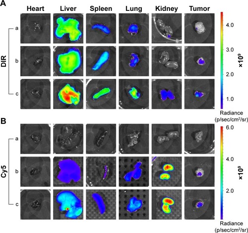 Figure 8 Fluorescence images of organs and tumors in A549 tumor-bearing mice 24 h after intravenous injection of complex nanoparticles (DIR=50 µg/kg, siRNACy5=2 mg/kg) (n=3). (A) Fluorescence image of DIR channel: (a) DIR; (b) PEI-PLA/DIR/siRNACy5; (c) PEI-PLA/DIR/siRNACy5/PEG-PAsp. (B) Fluorescence image of Cy5 channel: (a) siRNACy5; (b) PEI-PLA/DIR/siRNACy5; (c) PEI-PLA/DIR/siRNACy5/PEG-PAsp.Abbreviations: PEI-PLA, polyethyleneimine-block-polylactic acid; PEG-PAsp, poly(ethylene glycol)-block-poly(L-aspartic acid sodium salt).