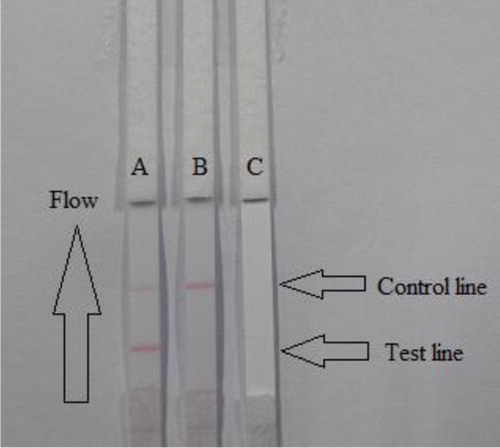 Figure 3. Illustration of typical strip test results. If the sample is negative (A), a positive result could be indicated only if the control line appears (B), and if the control and test line does not appear (invalid) (C).
