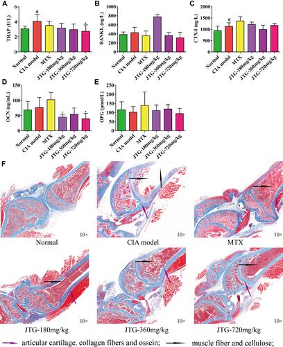 Figure 6 Effects of JTG on bone metabolism-related biochemical factors, bone tissue injury, bone morphology and bone micro-architecture in CIA rats. (A) Serum TRAP; (B) Serum RANKL; (C) Serum CTX-I; (D) Serum OCN; (E) Serum OPG; (F) Histopathological analysis of the bone tissue sections with Masson staining in CIA rats. The black arrow indicates articular cartilage, collagen and ossein; the purple arrow indicates muscle fiber and cellulose. Data were expressed as mean ± SD (n=10), #P < 0.05 vs normal group; *P < 0.05 vs CIA model group.