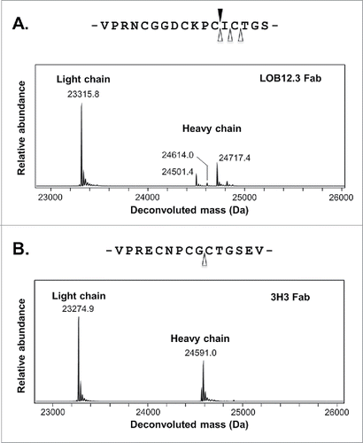 Figure 2. Mass spectra and location of protease cleavage sites during LOB12.3 and 3H3 Fab generation. (A) Intact mass spectra of reduced Fab generated by papain digestion of LOB12.3 IgG. The rat IgG1 hinge region sequence is shown above the spectra and sites of cleavage by papain (open triangles) or SpeB (filled triangle) are shown. (B) Intact mass spectra of reduced Fab generated by papain digestion of 3H3 IgG. The rat IgG2a hinge region sequence is shown above the spectra and sites of cleavage by papain are shown.
