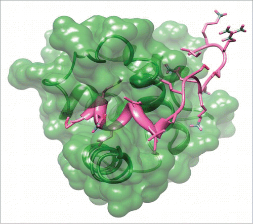 Figure 6. Docking pose of S100P (rendered in green) vs. ERα conformation considered hinge peptide (I298KRSKKNSLALSLTADQMV317S; rendered in pink). Atomic coordinate structure with surface representation of Cluster 2.