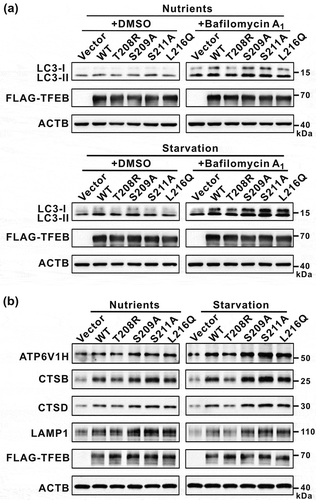 Figure 6. Modulations of the binding of TFEB to YWHA/14-3-3 proteins affect TFEB cellular functions. (a) Immunoblotting analysis of LC3 in TFEB-overexpressing cells (with wild-type TFEB and its various mutants) in the absence and presence of bafilomycin A1 under nutrient-rich and starvation conditions. (b) Western-blot analysis of the expression of TFEB target genes (ATP6V1H, CTSB, CTSD and LAMP1) after transfection with wild-type TFEB and its various mutants. ACTB was used as the loading control.